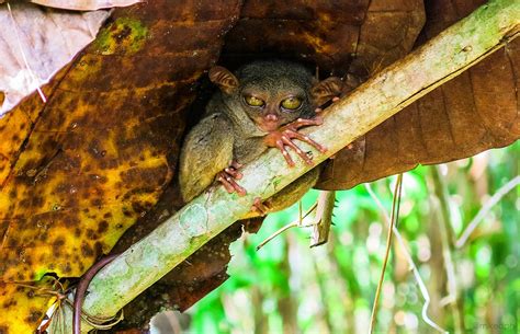 Experience Bohol Tarsier Conservation Area Mikeds Travel Ph