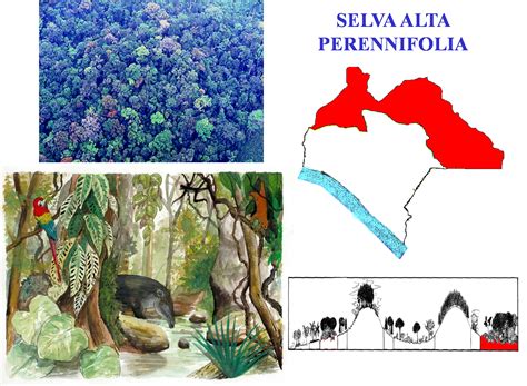 6 Ecosistema Selva Alta Perennifolia