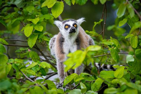 Madagascars Lemurs May Never Recover From Covid 19