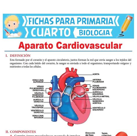 Aparato Cardiovascular Para Cuarto De Primaria Actividades Educativas