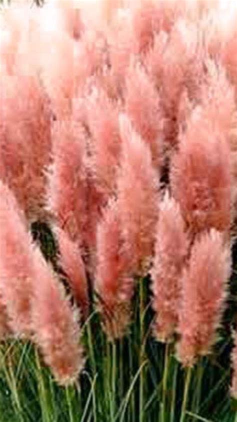 Cortaderia Selloana Rosea Pink Pampas Grass 1 X 9cm Potsbeautiful