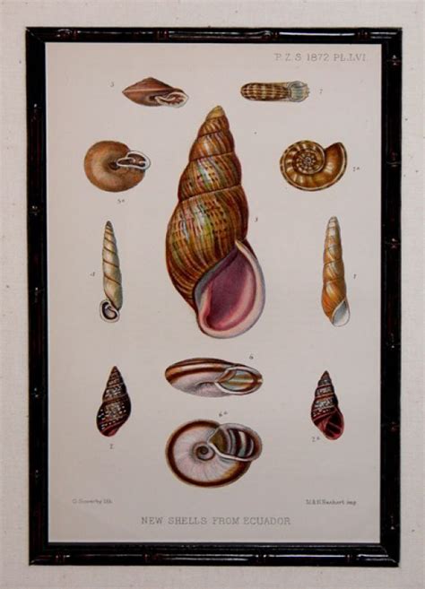 An Illustration Of Seashells From The 1800s