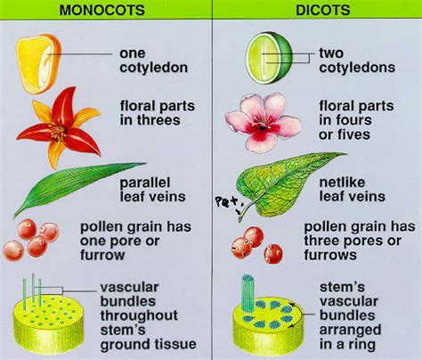 Plant Life Monocots Vs Dicots