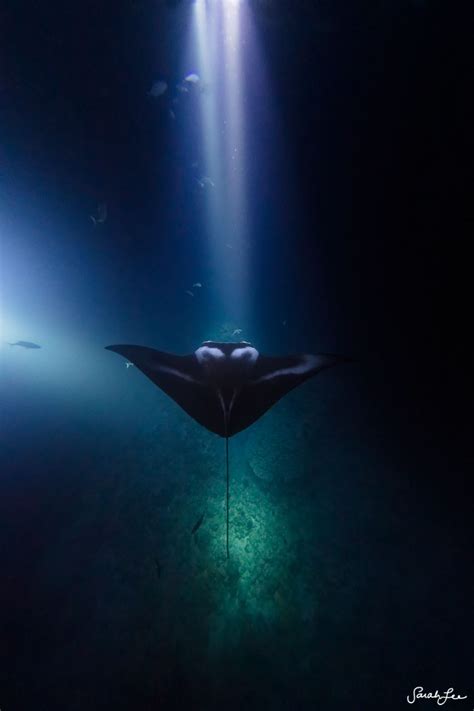 Night Diving With Wild Manta Rays Alisons Adventures