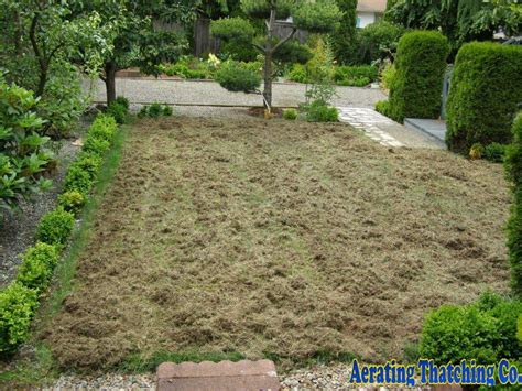Seattle Lawn Thatching Benefits Aerating Thatching Co