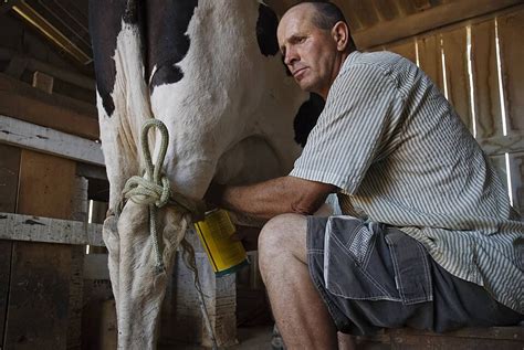 Fundo Produtor De Leite Ordenhando Uma Vaca Pecuária Homem Foto E Imagem Para Download Gratuito