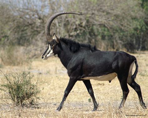 Sable Antelope Facts History Useful Information And Amazing Pictures