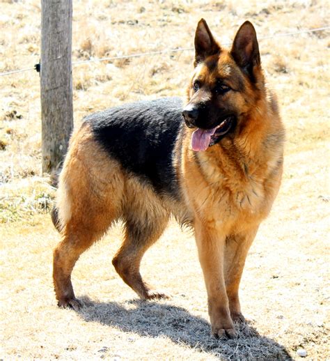 Fancy is a beautiful red sable with a very nice disposition. 21 Luxury Sable German Shepherd Puppies For Sale Near Me ...