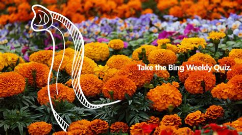 Bing wants to test your knowledge on the news and important events of the week, and see if you can answer the test without getting it wrong. Bing (@bing) | Twitter