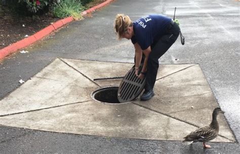 Hero Firefighters Rescue Ducklings Trapped In A Storm Drain Good Things Guy