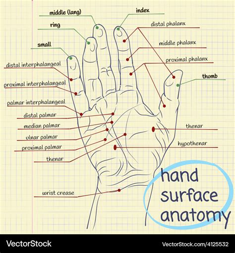 Hand Surface Anatomy Royalty Free Vector Image