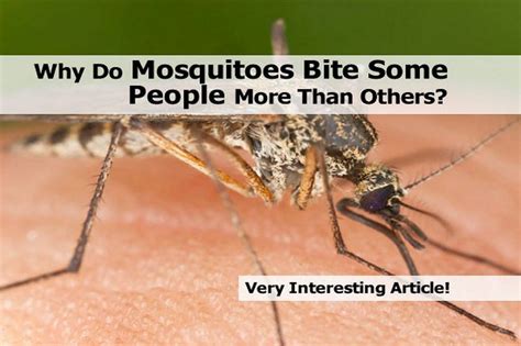 Why Do Mosquitoes Bite Some People More Than Others