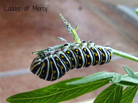 Ladder Of Mercy A Black Swallowtail Catterpillar Makes A Chrysalis