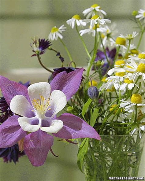 What are the shipping options for perennials? Full-Sun Spring Perennials for a Strikingly Gorgeous ...