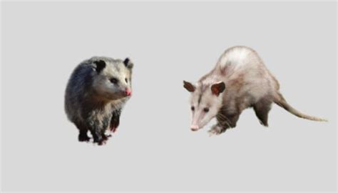 Why Do Possums Smell So Bad Know The Reasons