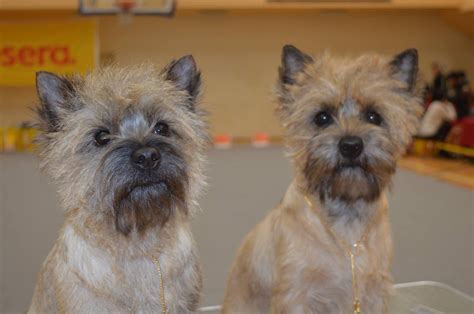Cairn Terrier Wallpapers Images Photos Pictures Backgrounds