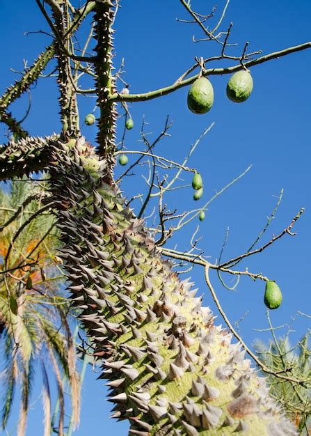 Premium Photo Closeup Of The Trunk Of An Exotic Tree Ceiba Speciosa