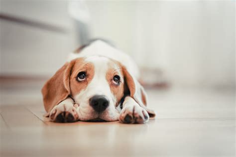 The Surprising Reason That Dogs Sometimes Have Sad Eyes Goodtoknow