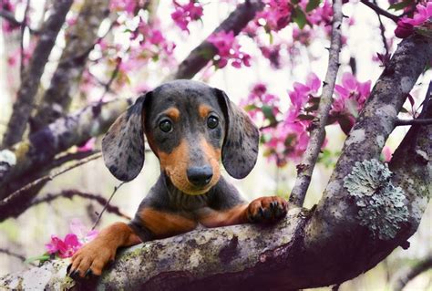 Spring Wallpaper With Dogs Wallpapersafari