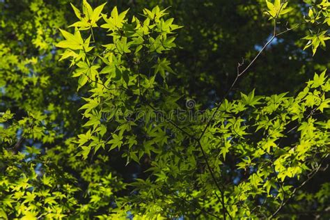 Green Leaf Maple Tree Light And Shadow Stock Photo Image Of
