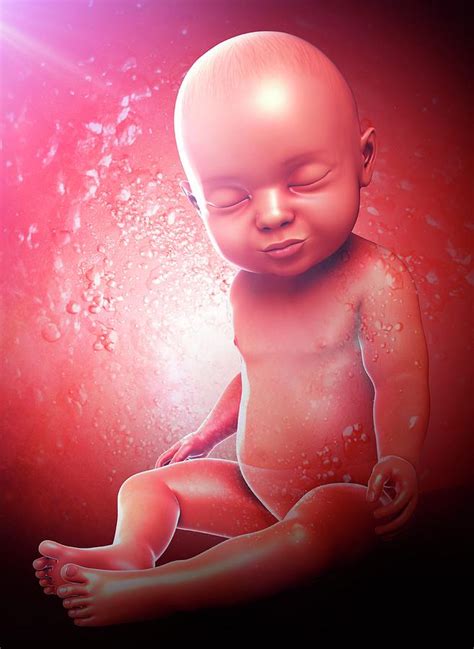 Human Foetus Photograph By Pixologicstudioscience Photo Library Fine
