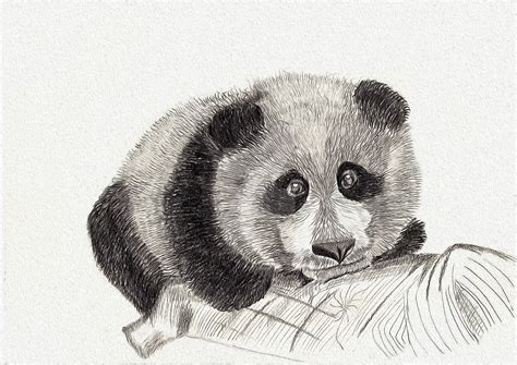 Panda Sketch By Stefanogemi On Deviantart