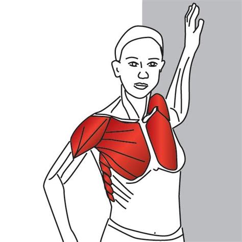 Pin On Muscle Stretches For Trigger Points
