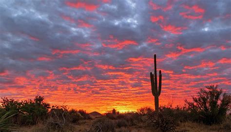 Cactus With Vibrant Desert Sunrise Background In Arizona Photograph By