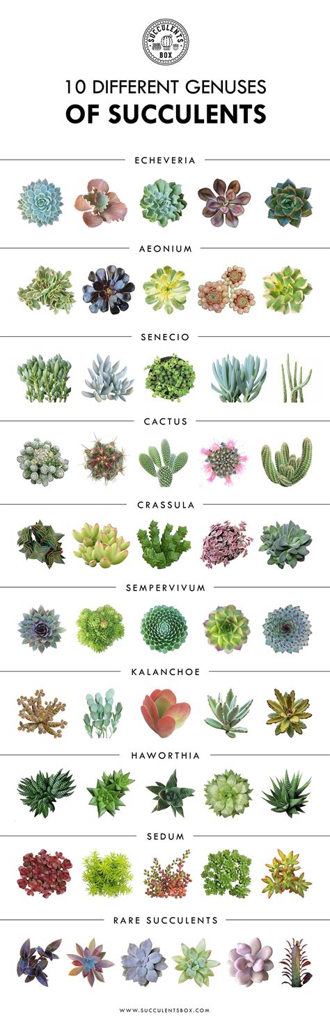 Chart Types Of Succulents