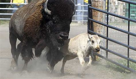 Rare White Buffalo Calf Honoured Named Nz