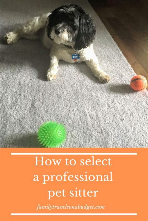 Finding A Professional Pet Sitter You Can Trust To Provide In Home Pet