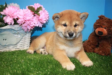 Shiba Inu Puppies For Sale Long Island Puppies
