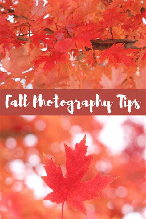 Fall Photography Tips To Help You Take The Most Beautiful Photos This
