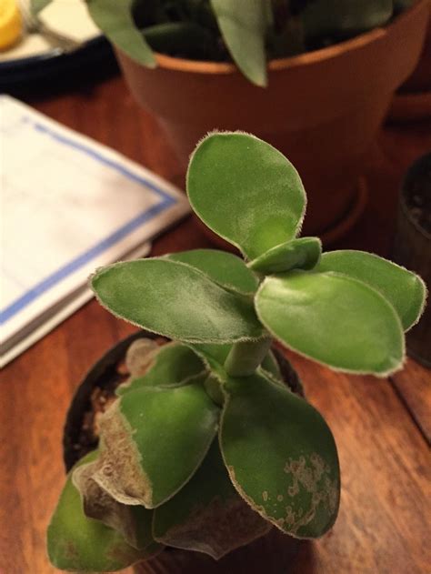 Not all cacti produce offshoots. Cactus and Tender Succulents forum: Help! Does my ...