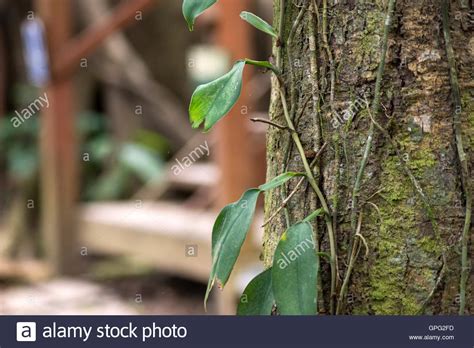 Rainforest Tree Bark Stock Photos And Rainforest Tree Bark Stock Images