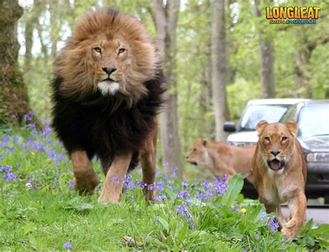 The Original Longleat Safari Park Inhabitants Lionsoflongleat