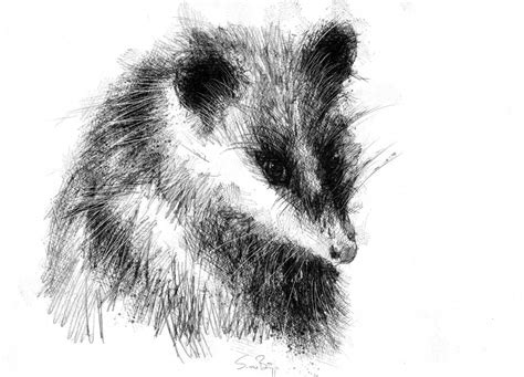 Opossum Seanbriggs Art Sketches Art Drawings Sketch A Day
