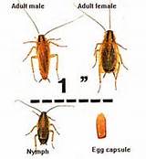 Images of German Cockroach Life Cycle