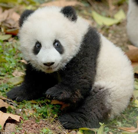 Panda Cubs Get To Grips With Climbing Branches Daily Mail Online