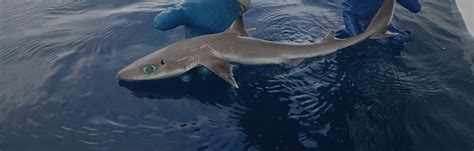 Shark Week How Scientists Discovered A New Shark Species Near Florida
