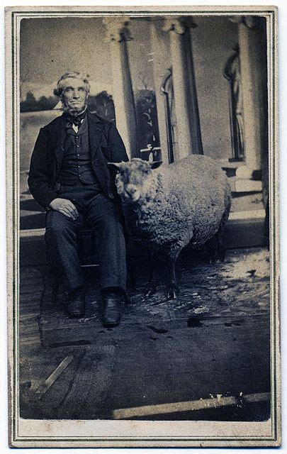 Man With A Sheep Sheep And Lamb Sheep Animal Photo