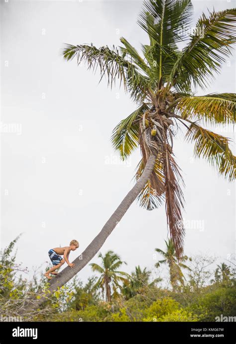 Boy Climbing Up A Coconut Tree Stock Photo Alamy