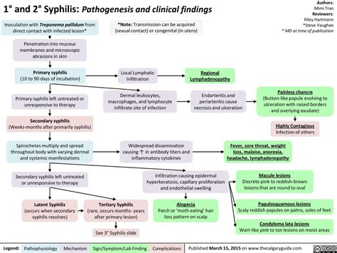 1° And 2° Syphilis Pathogenesis And Clinical Findings Calgary Guide