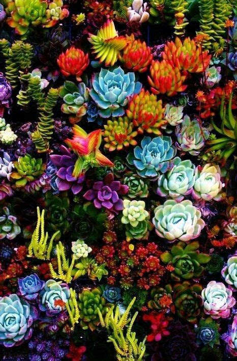 Pin By Sara Yeaw On Wallpapers Colorful Succulents Rainbow Succulent