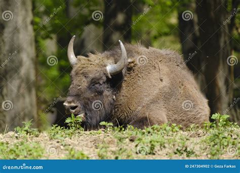 Male European Wood Bison Wisent Bison Bonasus Is Resting Stock Photo