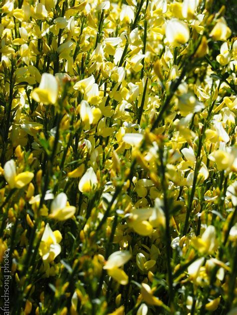 Learn how to grow with our easy instructions and videos. Cytisus scoparius 'Moonlight' MOONLIGHT SCOTCH BROOM ...