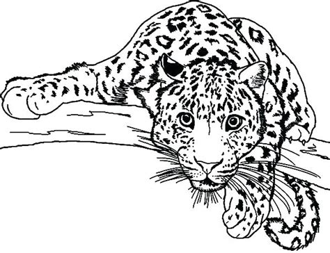 Baby Snow Leopard Coloring Pages At Free Printable Colorings Pages To Print