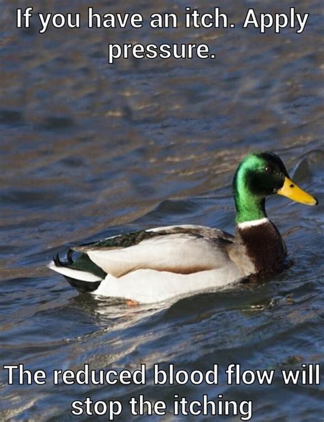 Image 588892 Actual Advice Mallard Know Your Meme