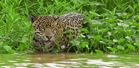 Los Jaguares Rodeados Por El Fuego Ya Se Quemó El 84 De La Reserva