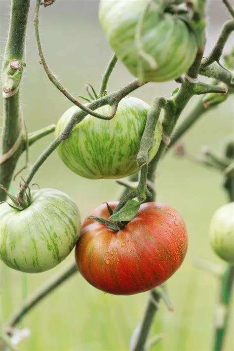 How To Ripen Tomatoes Off The Vine